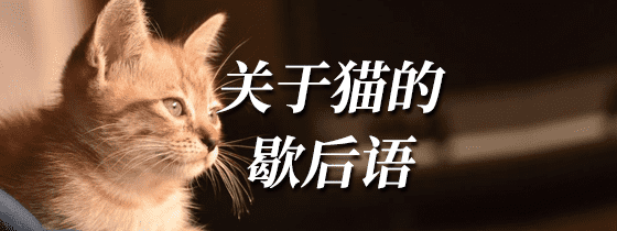 关于猫的歇后语